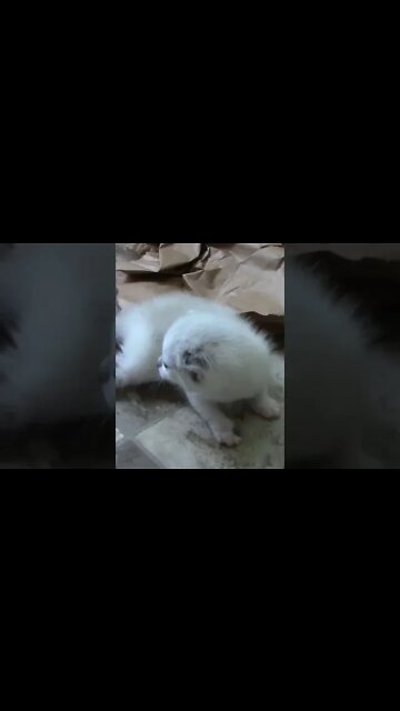 Angry Mamma Cat #Shorts 😾