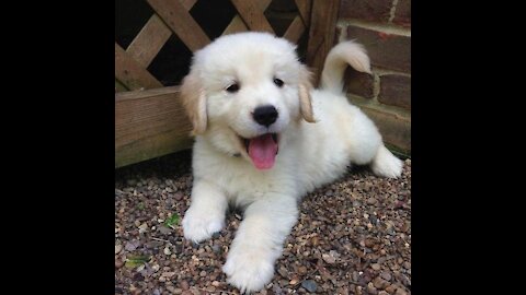 Animals SOO Cute! Cute baby animals Videos Compilation cute moment of the animals | Cutepetoroz