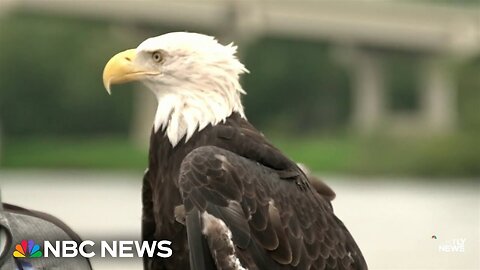 House passes bill to make the bald eagle the official U.S. bird