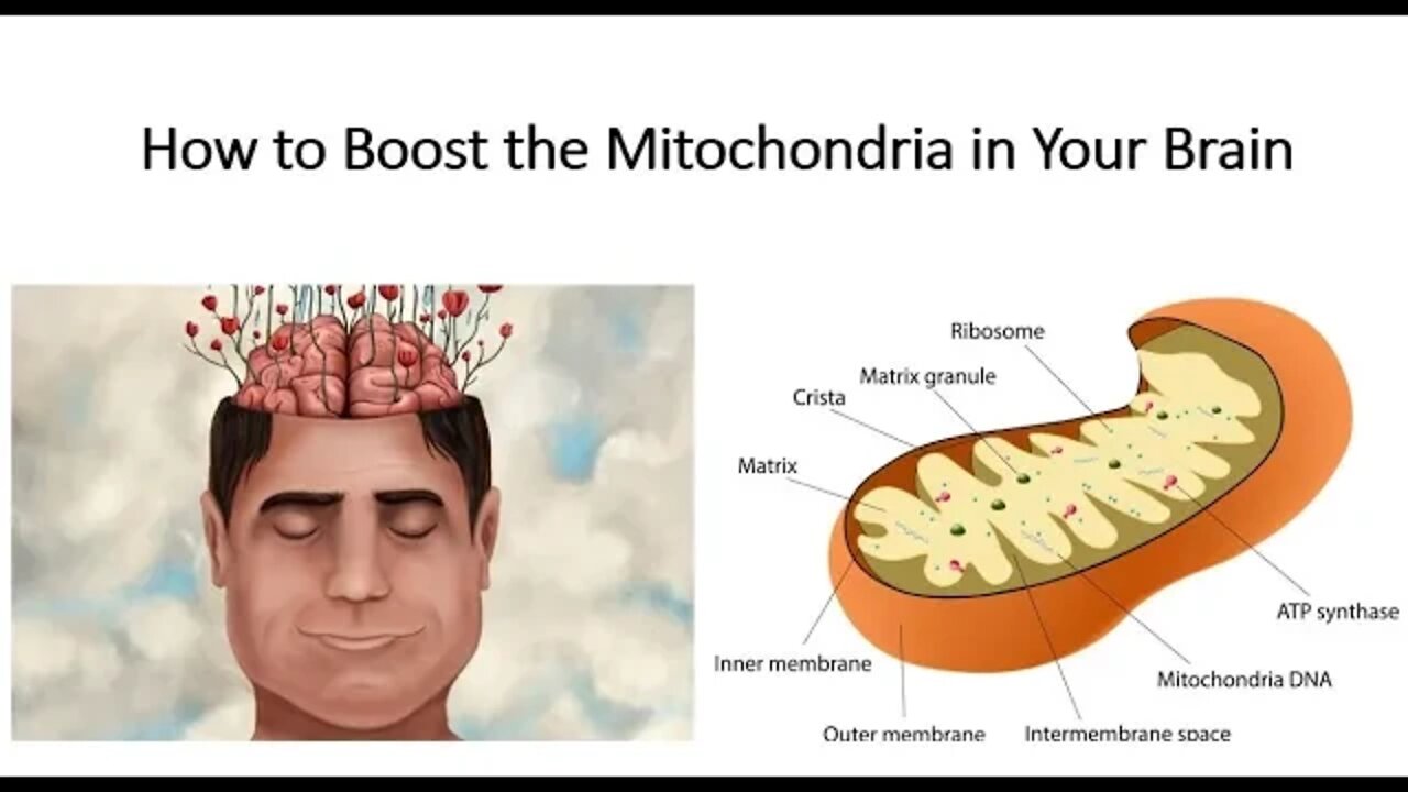 How to boost your Mitochondria, Physical Fitness, Energy & Brain Power