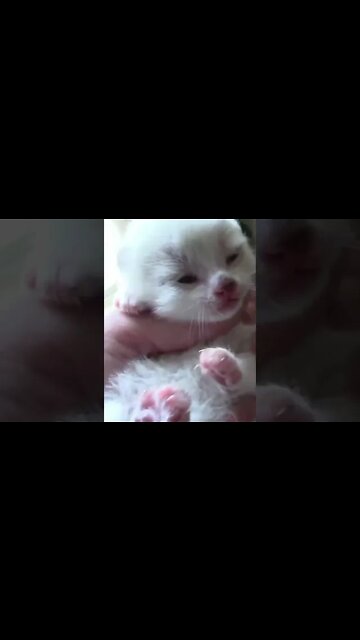 My 12 Year Old Cat Had A Kitten #Shorts 😻