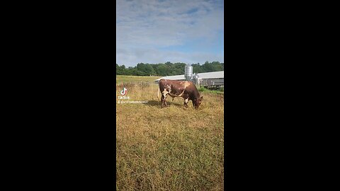 Shorthorn bull living his best life.