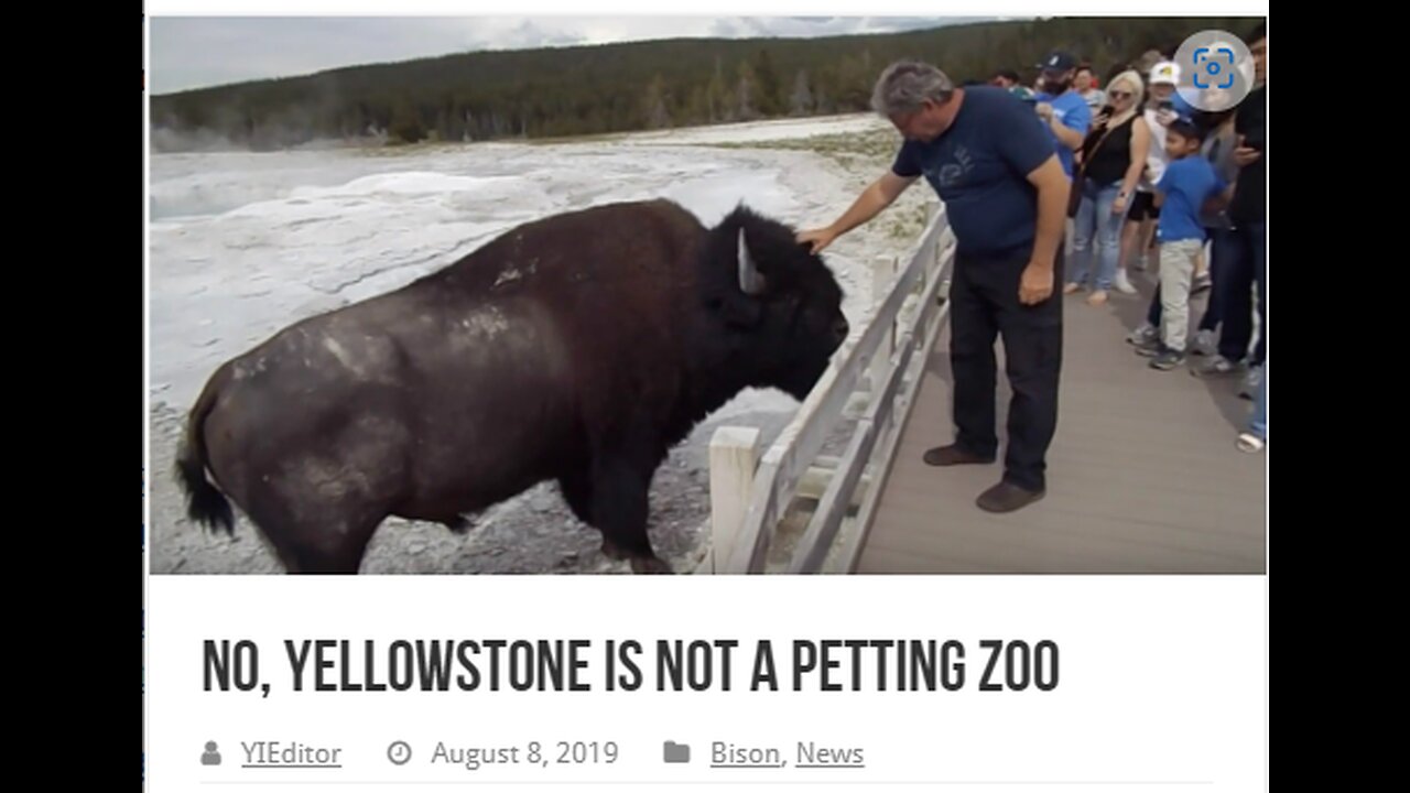 FRIDAY FUNNY - YELLOWSTONE NATL PARK IS NOT A PETTING ZOO THESE ARE DANGEROUS WILD ANIMALS