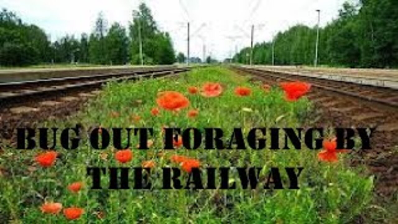 Foraging for food as I bug out via the railway