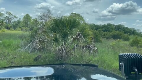 Fred C. Babcock/Cecil M. Webb Wildlife Management Area. 6/21/2022. #4runner #offroad #trails