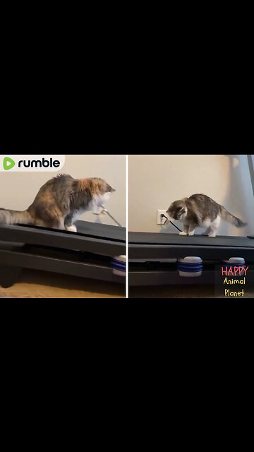 Funny and Cute Cat | The way he landed 😹😻