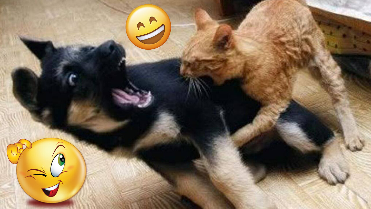 Funny Animal Videos 2023 😊 - Funniest Dogs and Cats Videos 😀 Funniest Animal Universe #6