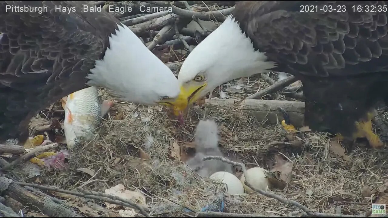 Hays Eagles H13 gets fed by Mom and Dad 2021 03 23 16:20