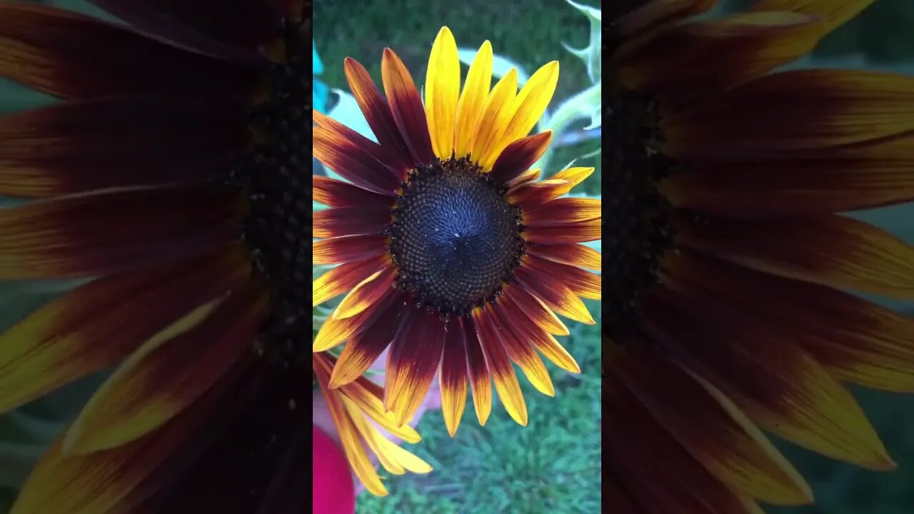 My Cool Grow