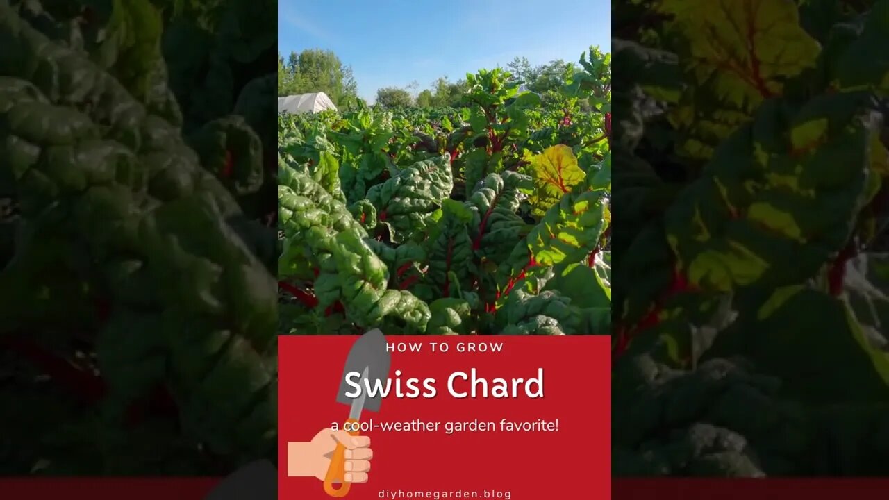 Swiss chard in the garden