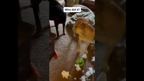 Which Dog did it