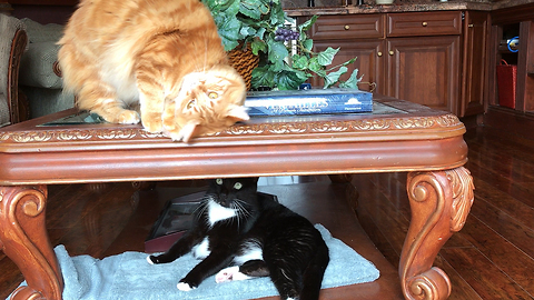 Funny cute cat brothers playing together through glass table