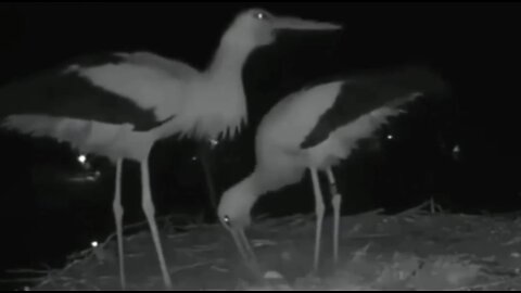 Two storks celebrating their first egg🥰