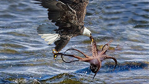 Eagle gets killed hunting Octopus in Ocean!