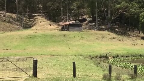 The herd all bunched together and the cattle doing the same