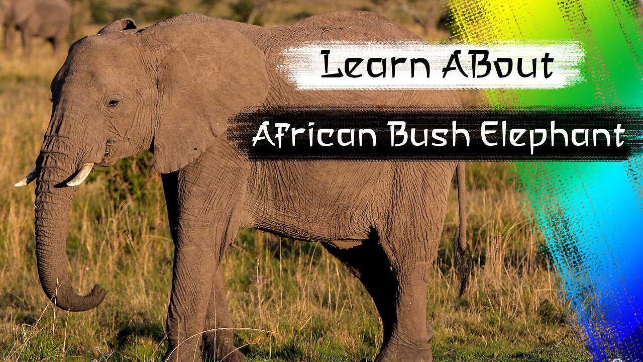 African Bush Elephant One Of The Tallest Animals In The World