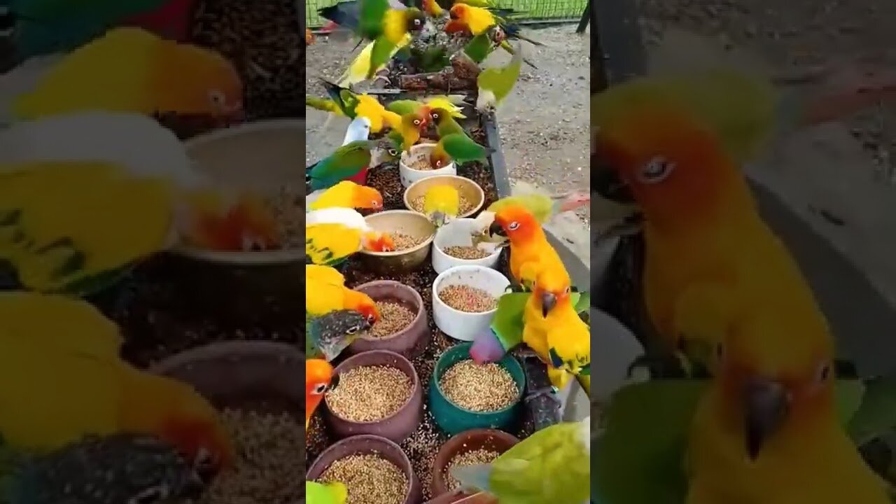 beautiful colorful birds