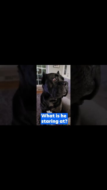 Cane Corso TERRIFIED looking #shorts #viral #pets #funnydogs
