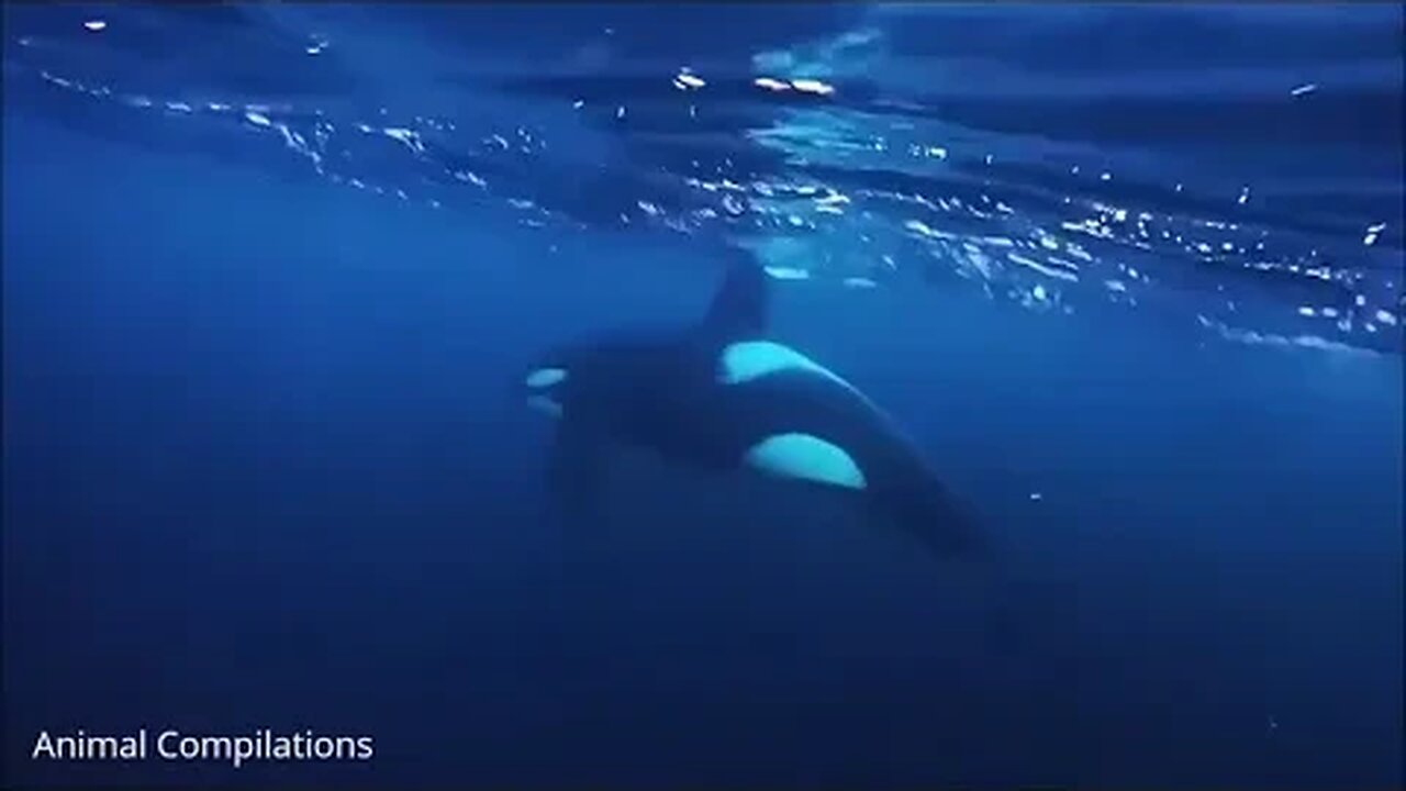 Wild Orcas Swimming