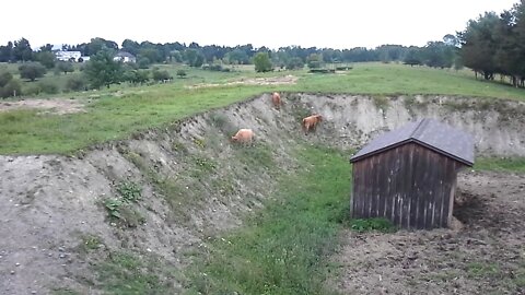 Scottish Highland cattle are Climbers! Breed adapted to The Highlands harsh environment in Scotland.