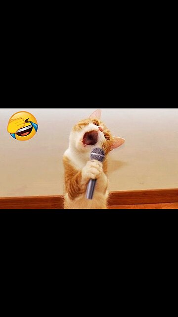 Cat funny videos/animals funny videos #shorts #funny #cat#jokes #dog #npukonbl #KOUKM