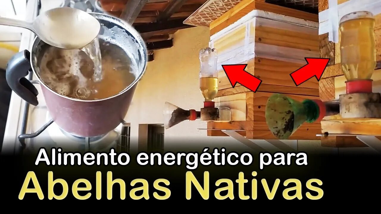 Como fazer xarope para alimentar abelhas nativas sem ferrão