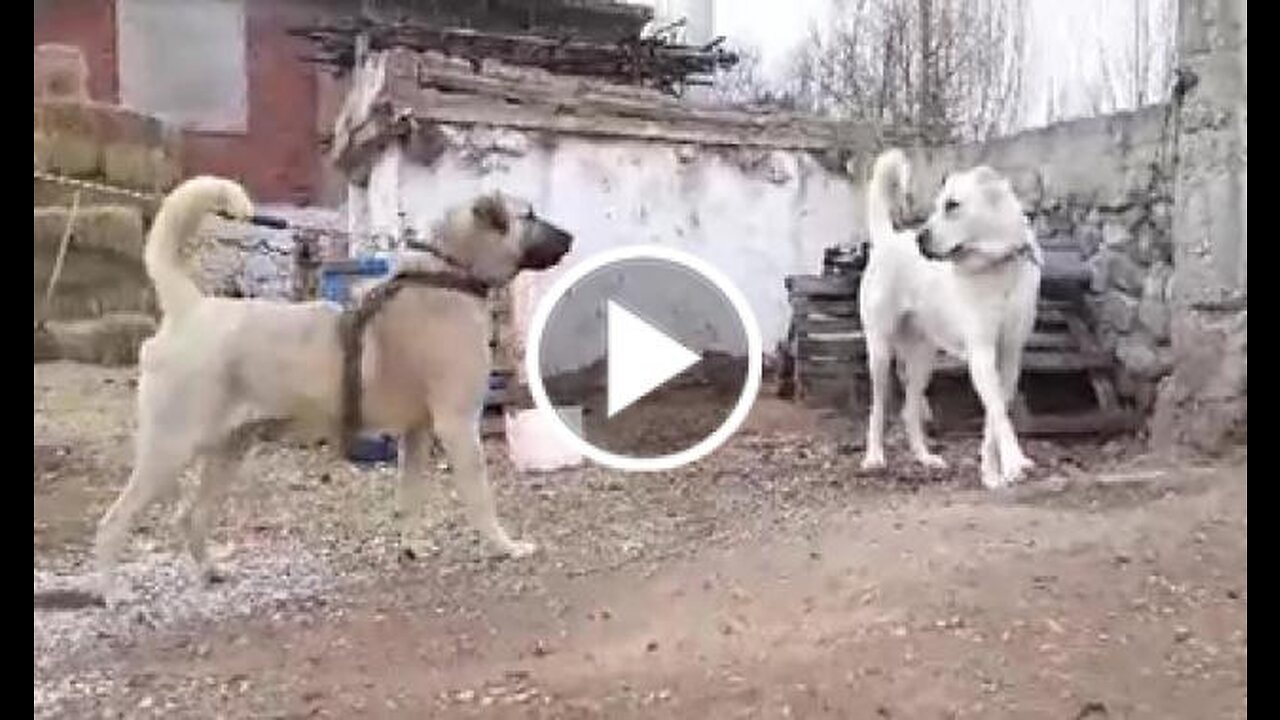 Shepherd Dogs in the Garden