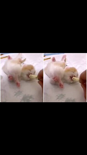Cute cat preciously reaction on milk