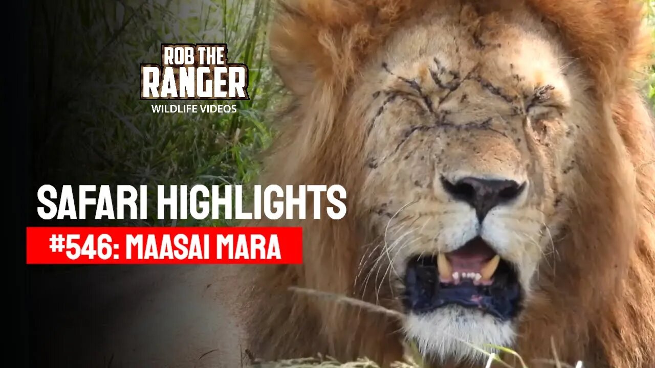 Safari Highlights #546: 07 & 08 March 2020 | Maasai Mara/Zebra Plains | Latest Wildlife Sightings