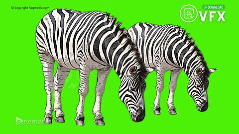 Zebra Green Screen Video Effects Free Animal Chroma key Raqmedia