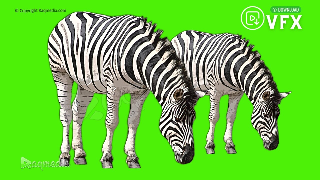 Zebra Green Screen Video Effects Free Animal Chroma key Raqmedia