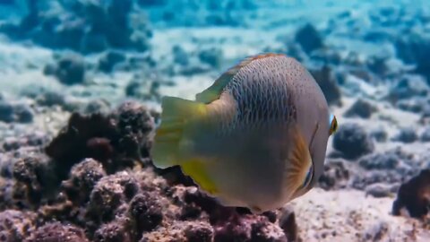 thousands of animals in the same ocean ~ 5