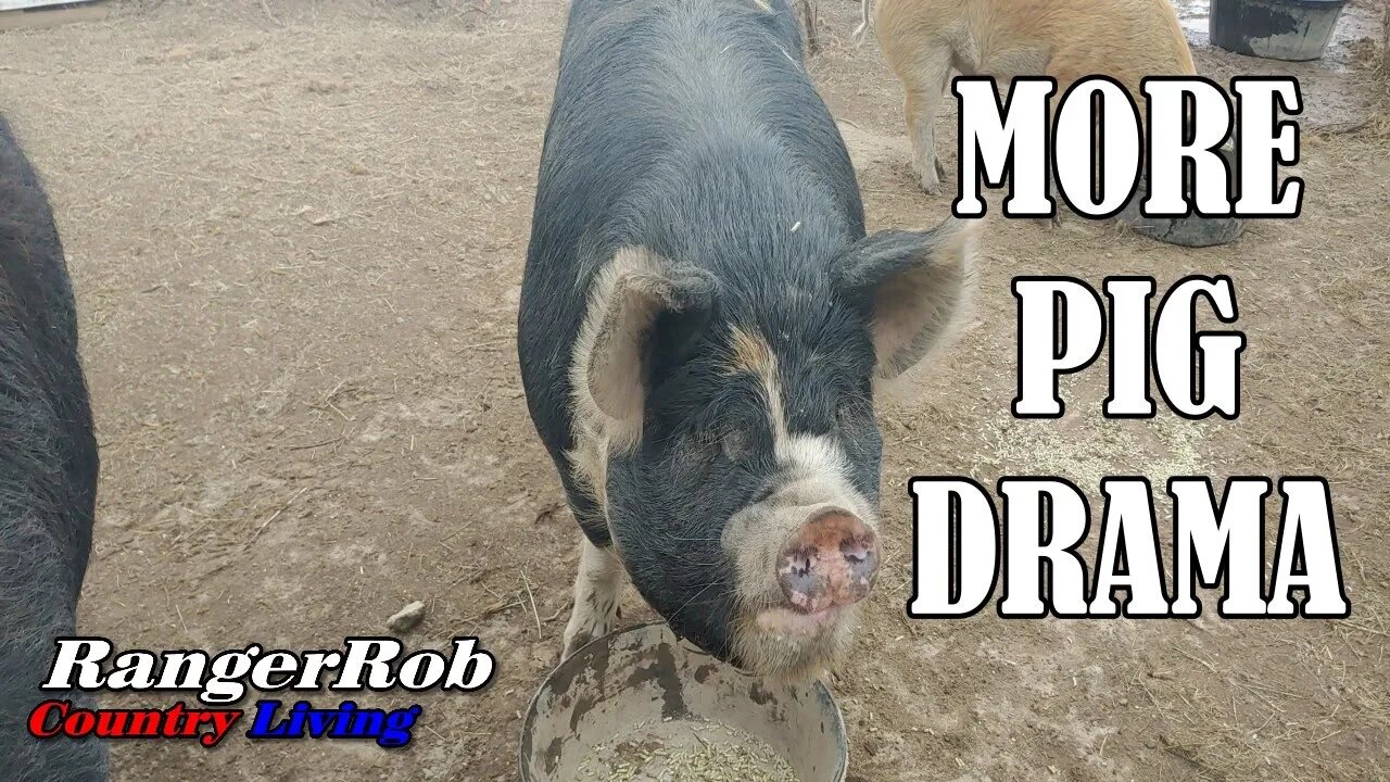 More Homestead Pig Drama