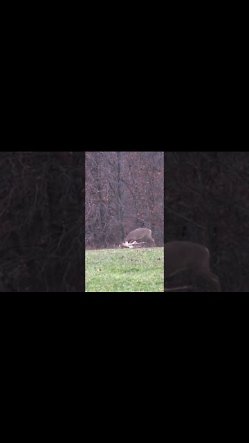 Big buck down! #shorts #deerfight #deer