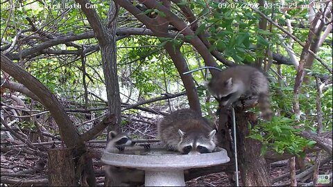 Mom & Baby Raccoons!