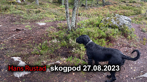 Skogpod 27. august 2023: No surrender