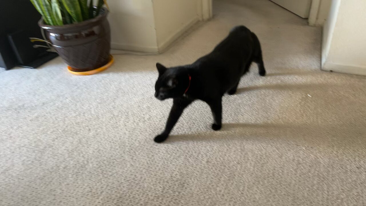 Bombay Cat