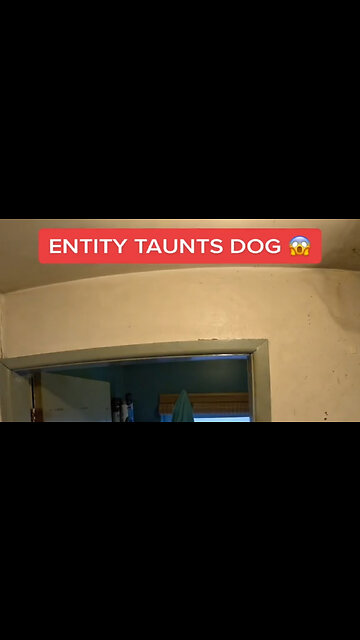 Shadow Entity Taunts Dog in Mirror!