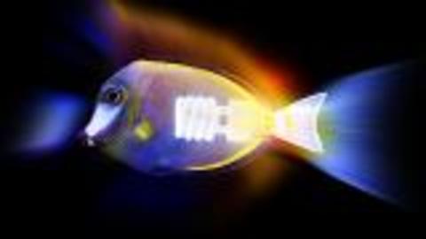 Fluorescent Fish are Common