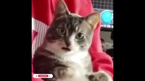 cute cat videos 😹 funny videos 😂887