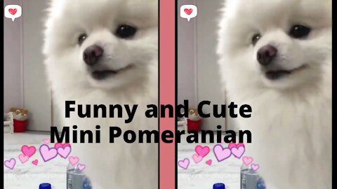FUNNY AND CUTE MINI POMERIAN Puppies