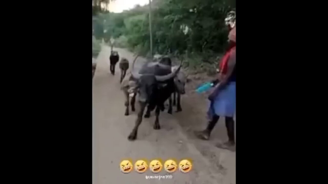 Funny video 😂😂😂