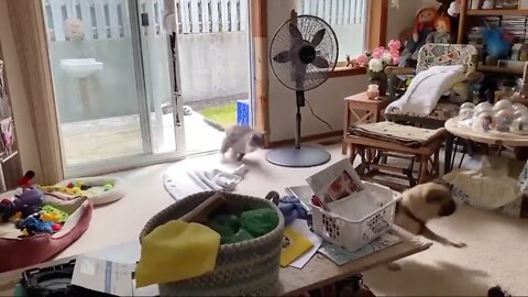 Pug Gets Scared By Cat Runs For His Life