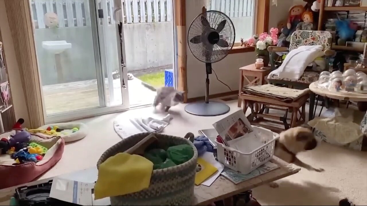Pug Gets Scared By Cat Runs For His Life