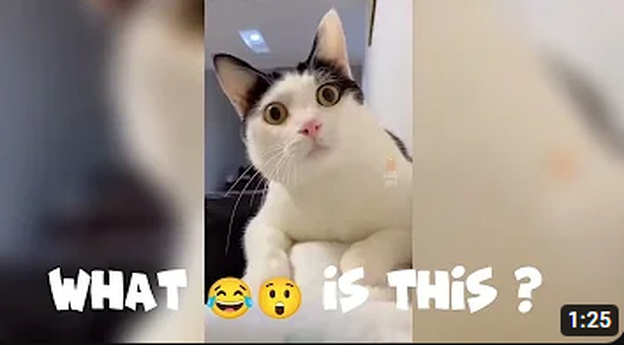 The funny cat 🐈😺😂 | funny cat videos 2024 |||