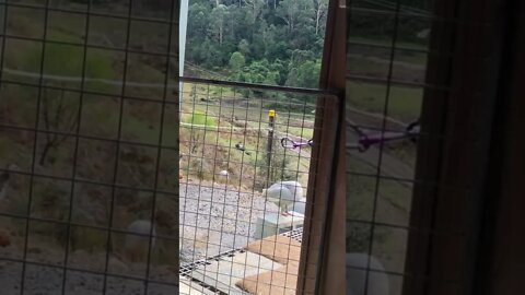 Birds walking past doorway