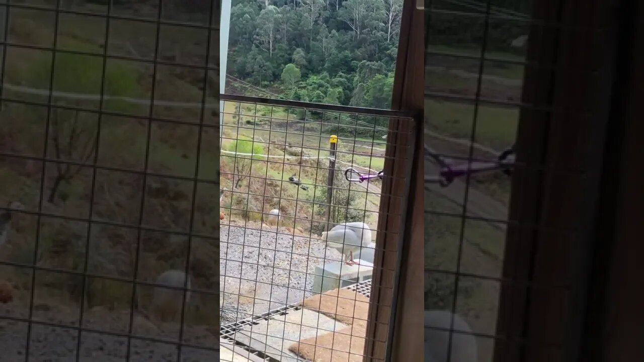 Birds walking past doorway