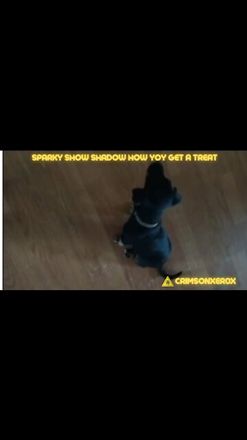 Sparky shows Shadow how to get a treat