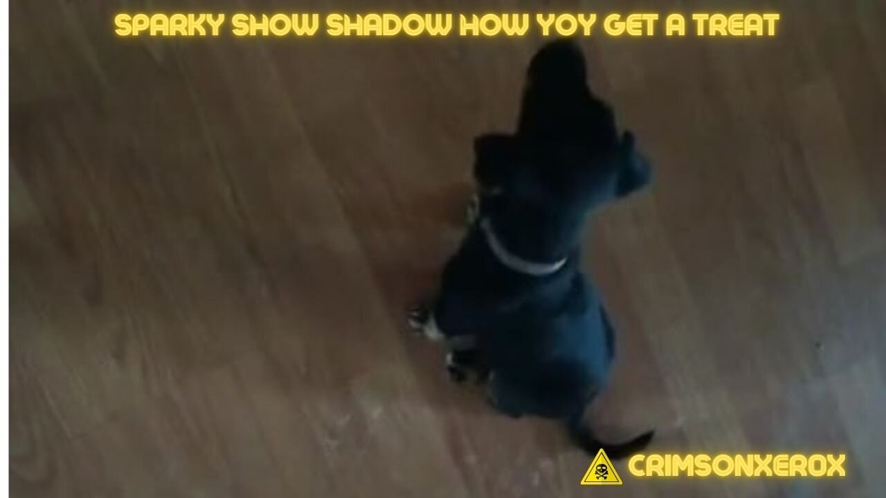 Sparky shows Shadow how to get a treat