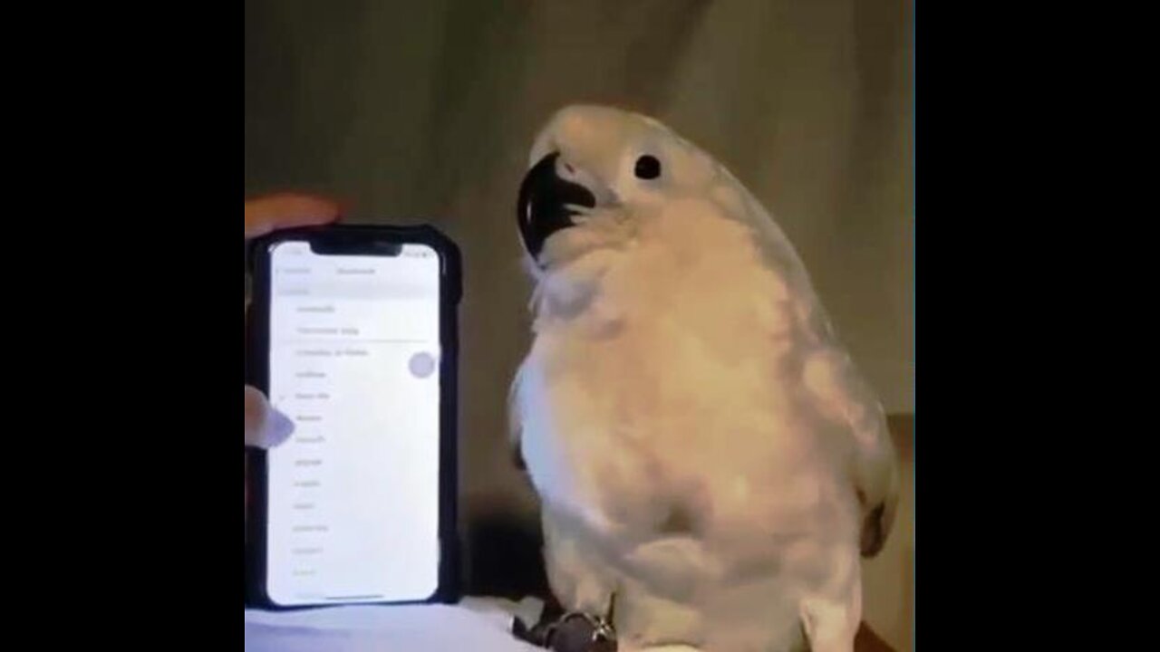 Parrot Feels the Music